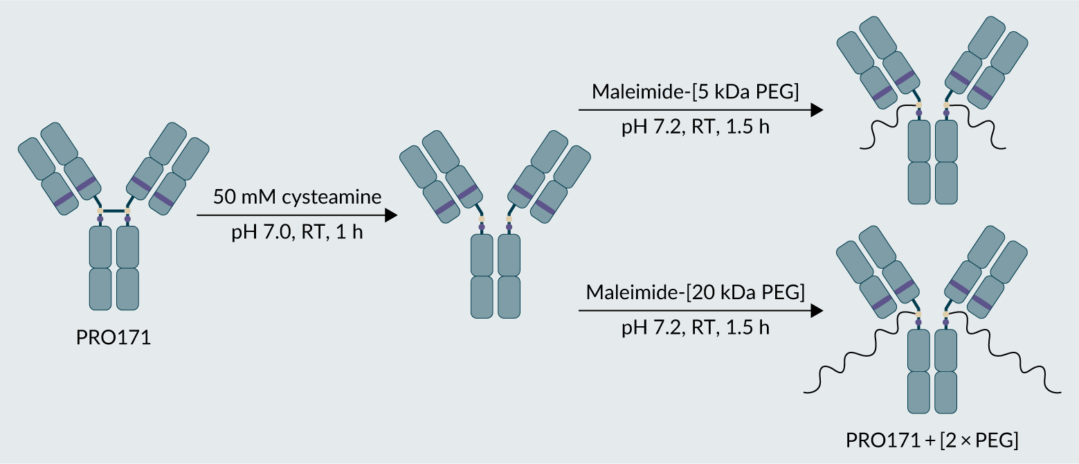 Optimized reduction and conjugation strategy for PRO171 to yield PRO171 + [2 × 5 kDa PEG] or PRO171 + [2 × 20 kDa PEG]. 